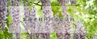 紫藤老枝扦扦插能活吗,第1图