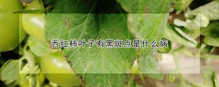 西红柿叶子有黑斑点是什么病,第1图