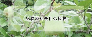 冰粉原料是什么植物,第1图