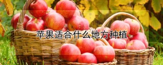 苹果适合什么地方种植,第1图