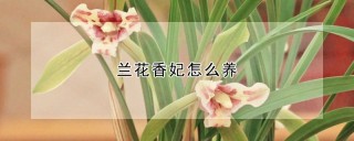 兰花香妃怎么养,第1图