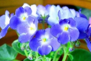 紫罗兰鲜花可以养几天,第3图