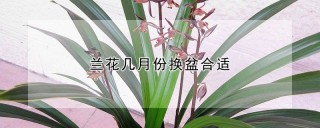 兰花几月份换盆合适,第1图