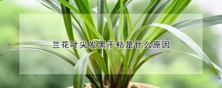 兰花叶尖发黑干枯是什么原因,第1图