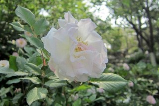 粉色蔷薇花的花语，以及蔷薇花花语大全,第4图