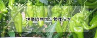 辣椒的栽培与管理技术,第1图
