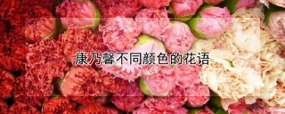 康乃馨不同颜色的花语,第1图