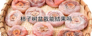 柿子树盆栽能结果吗,第1图