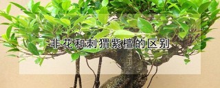 非花和刺猬紫檀的区别,第1图