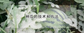 种瓜的技术和方法,第1图