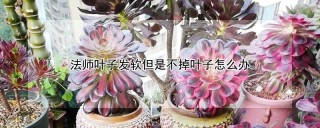 法师叶子发软但是不掉叶子怎么办,第1图