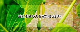 滴水观音冬天在室外会冻死吗,第1图