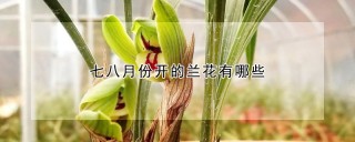 七八月份开的兰花有哪些,第1图