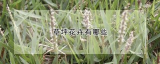 草坪花卉有哪些,第1图