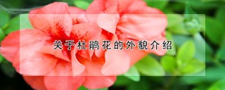 关于杜鹃花的外貌介绍,第1图