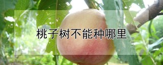 桃子树不能种哪里,第1图