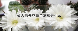 仙人球开花白色寓意是什么,第1图