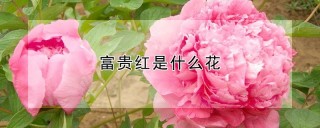 富贵红是什么花,第1图