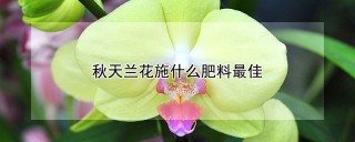 秋天兰花施什么肥料最佳,第1图