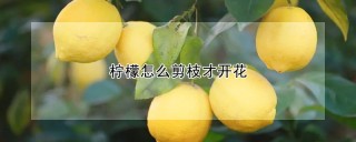 柠檬怎么剪枝才开花,第1图