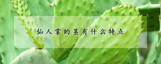 仙人掌的茎有什么特点,第1图