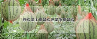 西瓜是主蔓留瓜还是侧蔓留瓜,第1图