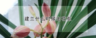 建兰什么时候出花苞,第1图