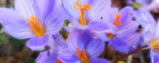 紫罗兰花能长多大,第1图