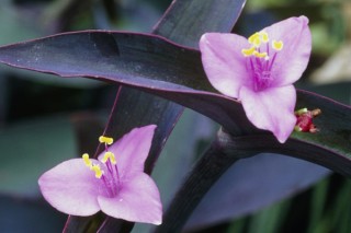 紫罗兰花为什么叶子发绿,第2图