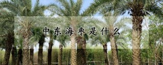 中东海枣是什么,第1图