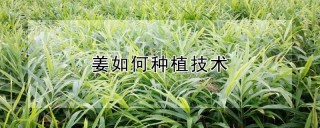 姜如何种植技术,第1图