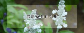 鼠尾草有什么用,第1图