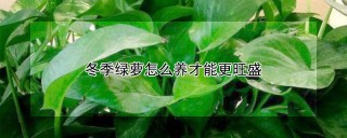 冬季绿萝怎么养才能更旺盛,第1图