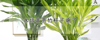 水培富贵竹杆子瘪了,第1图