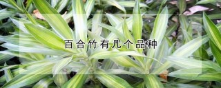 百合竹有几个品种,第1图