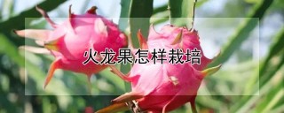 火龙果怎样栽培,第1图