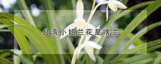 台湾小姐兰花是啥兰,第1图