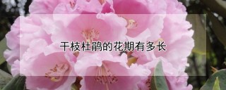 干枝杜鹃的花期有多长,第1图