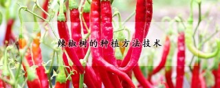 辣椒树的种植方法技术,第1图