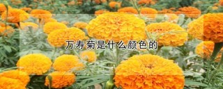 万寿菊是什么颜色的,第1图