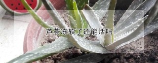 芦荟冻软了还能活吗,第1图