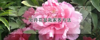 牡丹花盆栽家养方法,第1图