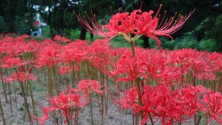 彼岸花是什么意思,第1图