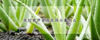 库拉索芦荟开花预示着什么,第1图