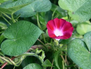 牵牛花有几种颜色，不同品种不同颜色(花色丰富),第4图