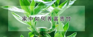 家中如何养富贵竹,第1图