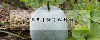 冬瓜8月份可以种吗,第1图