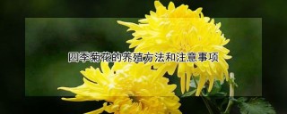 四季菊花的养殖方法和注意事项,第1图