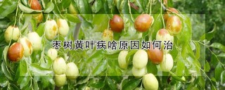 枣树黄叶病啥原因如何治,第1图