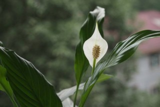 白鹤芋和马蹄莲的区别,第2图